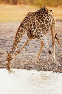 Khwai: South African Giraffe