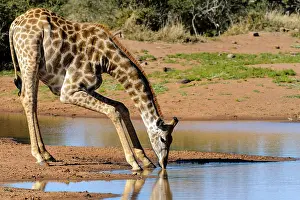 Backwaters: South African giraffe or Cape giraffe (Giraffa camelopardali