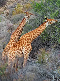 Thorns: South African giraffe or Cape giraffe (Giraffa camelopardali