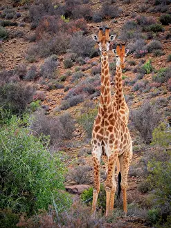 Fabale: South African giraffe or Cape giraffe (Giraffa camelopardali