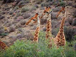Fabale: South African giraffe or Cape giraffe (Giraffa camelopardali