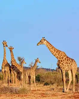 Savannahs: South African giraffe or Cape giraffe (Giraffa camelopardali