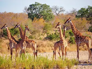 Transborder: South African giraffe or Cape giraffe (Giraffa camelopardali