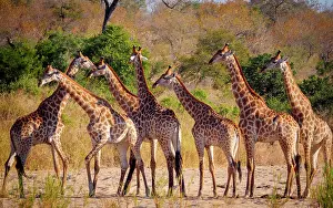 Transborder: South African giraffe or Cape giraffe (Giraffa camelopardali