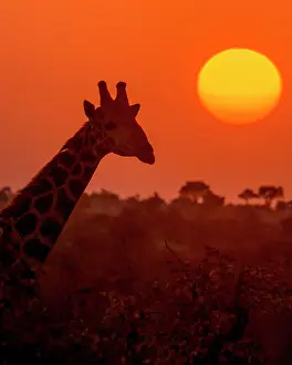 Savannahs: South African giraffe (Giraffa camelopardalis giraffa)