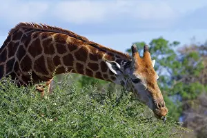 Giraffid: South African giraffe (Giraffa camelopardalis giraffa)
