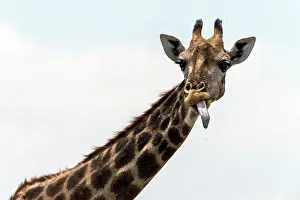 Malilangwe: South African Giraffe with its tongue out