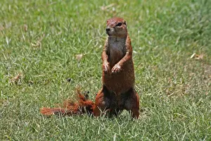 310517: South African Ground Squirrel 1025
