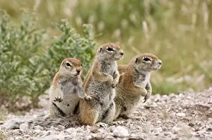 Inauris: South African Ground Squirrel - close up group