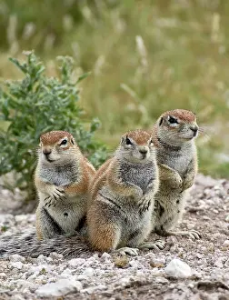 Inauris: South African Ground Squirrel - group of three
