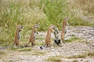 Inauris: South African Ground Squirrel - group standing