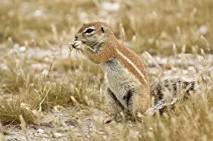 Inauris: South African Ground Squirrel - sitting up with