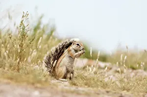 Inauris: South African Ground Squirrel - sitting up with
