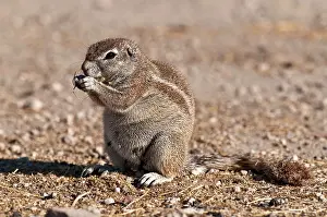 Inauris: South African Ground Squirrel - sitting up eating