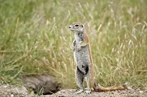 Inauris: South African Ground Squirrel - standing looking