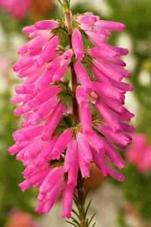 Blanda: A south african heather