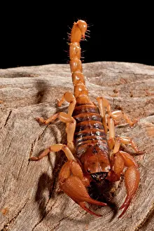 Hissing: South African Hissing Scorpion, Opistothalmus