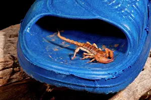 Hissing: South African Hissing Scorpion, Opistothalmus