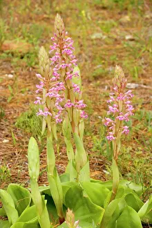Satyrium: South African Orchid