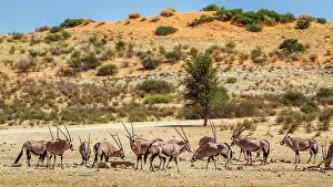 Gemsboks: South African Oryx (Oryx gazella) group in desert