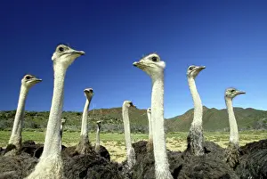 Struthio: South African Ostrich, (Struthio c.australis), group
