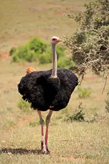Unable: South African Ostrich (Struthio camelus australis)