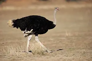 Unable: South African Ostrich (Struthio camelus australis)