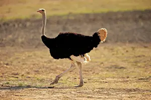 Unable: South African Ostrich (Struthio camelus australis)