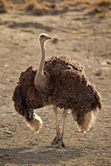 Unable: South African ostrich (Struthio camelus australis)