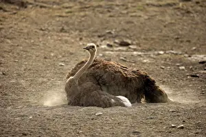 Unable: South African ostrich (Struthio camelus australis)