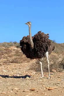 Oudtshoorn: South African ostrich (Struthio camelus australis)
