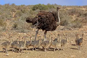 Oudtshoorn: South African ostrich (Struthio camelus australis)