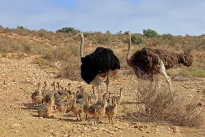 Concentration: South African ostrich (Struthio camelus australis)