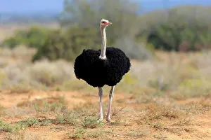 Oudtshoorn: South african ostrich (Struthio camelus australis)