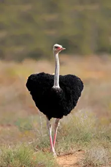 Oudtshoorn: South african ostrich (Struthio camelus australis)