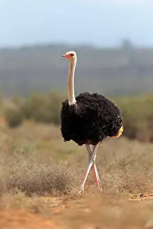Oudtshoorn: South african ostrich (Struthio camelus australis)