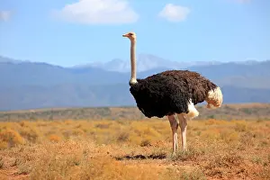 South African ostrich (Struthio camelus australis)