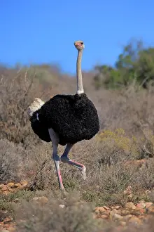Concentration: South African ostrich (Struthio camelus australis)