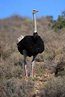 Concentration: South African ostrich (Struthio camelus australis)