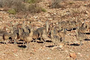 Concentration: South African ostrich (Struthio camelus australis)
