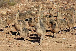 Concentration: South African ostrich (Struthio camelus australis)