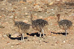 Concentration: South African ostrich (Struthio camelus australis)