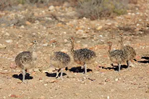 Concentration: South African ostrich (Struthio camelus australis)
