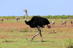 Ostrich: South African ostrich (Struthio camelus australis)