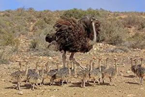 Concentration: South African ostrich (Struthio camelus australis)