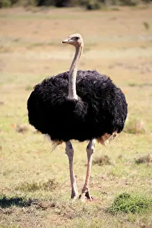Ostrich: South African ostrich (Struthio camelus australis)