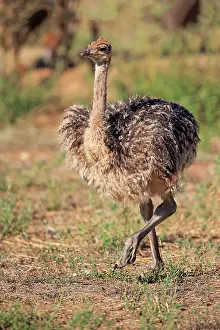 Ostrich: South African ostrich (Struthio camelus australis)
