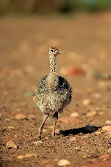 Ostrich: South African ostrich (Struthio camelus australis)