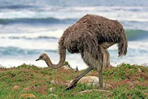 Ostrich: South African ostrich (Struthio camelus australis)