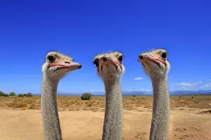 Composition: South african ostrich (Struthio camelus australis), adult